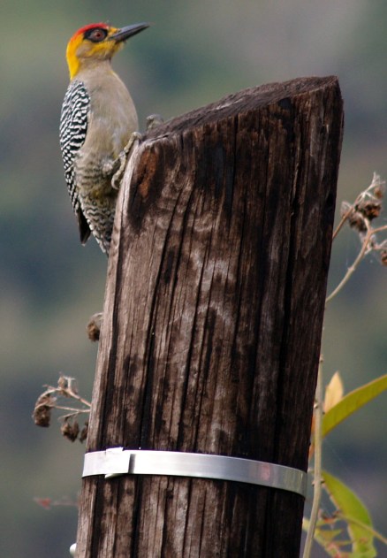 Woodpecker on Pole