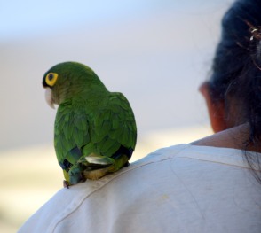 Friendly Parrot